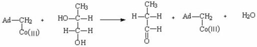 Propose a mechanism for the following coenzyme B<sub>12</sub>-dependent enzyme-catalyzed reaction.  