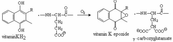 Propose a mechanism for the vitamin KH<sub>2</sub>-catalyzed carboxylation of glutamate shown below.  <div style=padding-top: 35px> 