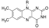 Which molecule does the following general structure represent? A) FAD B) FADH<sub>2</sub> C) NAD<sup>+</sup> D) NADP<sub>+</sub> E) ATP
