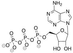 Which molecule does the following structure represent?   A) FAD B) FADH<sub>2</sub> C) NAD<sup>+</sup> D) NADP<sub>+</sub> E) ATP