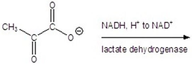 Give the product(s) for the following reaction.   A)    B) CH<sub>3</sub>CH<sub>2</sub>CH<sub>2</sub>OH C) CH<sub>3</sub>CH<sub>2</sub>OH D)    E)   