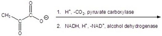 Give the product(s) for the following reaction.   A)    B) CH<sub>3</sub>CH<sub>2</sub>CH<sub>2</sub>OH C) CH<sub>3</sub>CH<sub>2</sub>OH D)    E)   