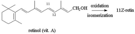 <strong>In the rod cells of the eye,retinol (vitamin</strong> A)can be oxidized and then isomerized into an aldehyde and a cis double bond at C-11 to form a molecule called 11Z-retinal.Propose a structure for 11Z-retinal.   <div style=padding-top: 35px> 