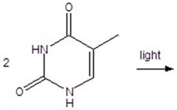 Give the 2 + 2 cycloaddition reaction of thymine.  