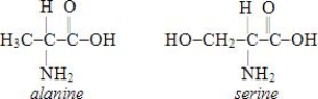 Which of the structures below corresponds to the dipeptide serylalanine? Note the following structures:   A)    B)    C)    D)   