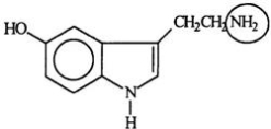 <strong>Serotonin transmits nerve impulses through the body.Identify the functional group circled. </strong> A)Aldehyde B)Alcohol C)Amide D)Amine E)Nitride Bloom's