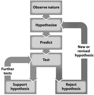 The figure below represents the steps in the scientific method.   Dr)  JoAnn Burkholder believes the wrong strains of Pfiesteria were used by independent laboratories looking for fish-killing toxin.What step in the figure above would her contention represent? A)  observation B)  hypothesis C)  prediction D)  test