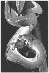 Examine the figure below.   What best explains the motivation of the snake? A)  Mice will eat snake eggs if they are unprotected in the nest; the snake is protecting its eggs. B)  Snakes are highly territorial and attack intruders; the mouse wandered into the snake's territory C)  The snake is a consumer; it is eating the mouse to obtain energy. D)  Any one of the above is a reasonable hypothesis; but more information is needed before the question can be answered.