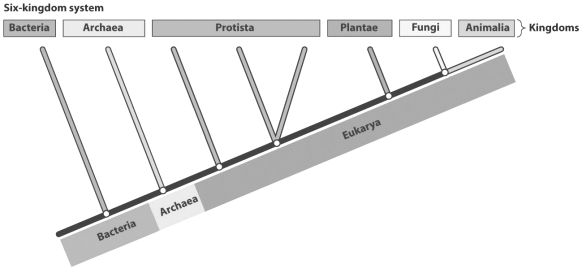 The evolutionary tree below illustrates the hypothesized relationships among the six kingdoms and the three domains.   Many biologists have suggested revising the kingdom Protista. One current problem with the Protista, as shown in the figure, is that A)  protists are single-celled organisms and should be grouped with the bacteria or archaeans. B)  the cells of protists contain nuclei and organelles. C)  the current classification model does not reveal that plants evolved from protist ancestors. D)  the organisms currently grouped as protists do not share a recent common ancestor.
