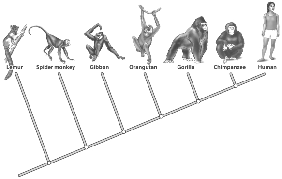 The figure below shows the primate evolutionary tree.   A close human relative, Homo habilis, has been identified by fossil remains. Where on the tree above should Homo habilis be placed? A)  Homo habilis cannot be positioned on the primate tree because it is not a currently living species. B)  Without detailed information it's difficult to be precise, but definitely to the right of the branch leading to the chimpanzee. C)  Since Homo habilis is an ancient organism and the primates represented are all currently living, the branch point should be to the left of the lemur. D)  Because humans and the chimpanzee are so closely related its position should be between the gorilla and the chimpanzee.