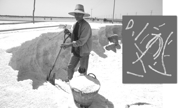 The inset in the figure below shows halobacterium, an archaean that lives in environments with very high salinities.   What hypothesis can explain the extreme habitats of the archaeans? A)  They came to earth from other planets, where harsher conditions prevail. B)  They would be more widespread, but are unable to successfully compete with bacteria and now occupy habitats where bacteria cannot live. C)  Archaeans evolved when Earth was much less hospitable, and are now relegated to those habitats most similar to early Earth. D)  Numerous food resources are available and unexploited in Earth's extreme habitats.