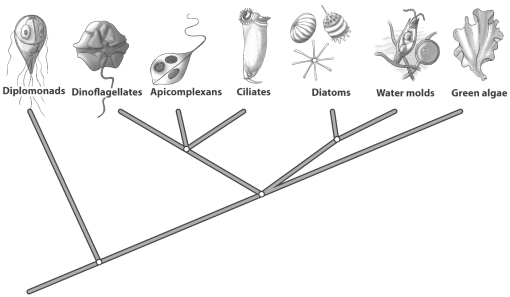 Examine the evolutionary tree pictured below.   One prediction based on the arrangement of ciliates in the illustration is that the DNA of A)  the green algae would share more in common with the plants than with the diplomonads. B)  the diatoms and water molds would be more similar to one another than any other protist. C)  the diplomonads would constitute a large percentage of the DNA of all other protists. D)  All of the above predictions are reasonable.