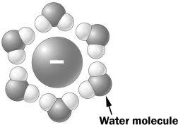 In the figure below, a negative ion is surrounded by water molecules.   The water molecules are oriented as shown above because the slightly _____________ in the water molecule is (are)  attracted to the ion. A)  negative hydrogen atoms B)  positive hydrogen atoms C)  negative oxygen atom D)  positive oxygen atom