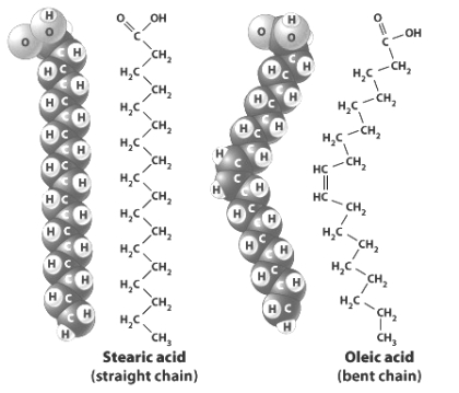 This figure shows the chemical structure and space-filling models for stearic acid and oleic acid.     The reason oleic acid is slightly bent (as compared to stearic acid) is that it contains a _____ ______ between two of its carbon atoms.