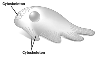 The cell in the figure below is moving by producing pseudopodia. This type of movement is a result of the reorganization of a certain component of the cytoskeleton (labeled) .   The various labeled lines in the figure above show A)  microtubules elongating at the leading edge of movement. B)  microfilaments disassembling at the trailing edge of movement. C)  different types of intermediate filaments located in different parts of the cell. D)  motor proteins attached to microtubules pushing the plasma membrane forward.