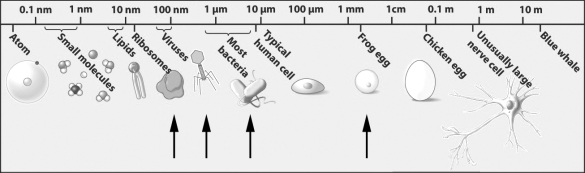 The sizes of several biological structures are indicated in the figure below.   Which of the following is the smallest structure you could see with a light microscope? A)  viruses B)  frog egg C)  most bacteria D)  ribosomes