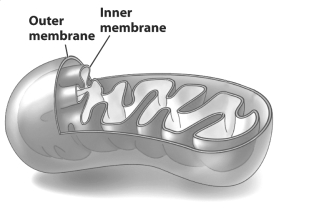 The figure below shows a mitochondrion, emphasizing its inner and outer membranes.   The inner membrane of the mitochondria is thought to have evolved from A)  a bit of plasma membrane from the early eukaryotic cell that engulfed a bacterium. B)  the membrane surrounding the lysosome that engulfed a bacterium once it was inside an early eukaryotic cell. C)  the plasma membrane of a prokaryotic cell engulfed by an early eukaryotic cell. D)  infoldings of the plasma membrane of an early eukaryotic cell.