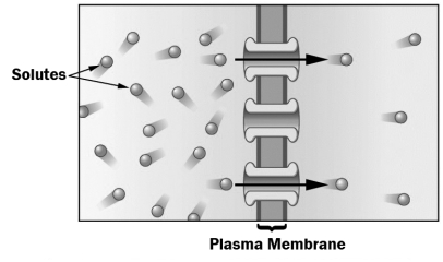 The figure below shows the movement of solutes across a plasma membrane in the direction indicated by the arrows.   This movement across the membrane A)  requires energy. B)  utilizes carrier proteins. C)  occurs through diffusion. D)  is an example of osmosis.