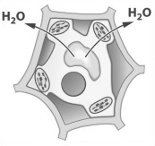 The arrows in the figure below show the movement of water in relation to a plant cell.   For water to move in the direction indicated, _________ solution must surround the cell. A)  hypertonic B)  hypotonic C)  isotonic D)  selectively permeable