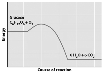 This graph depicts the amount of energy involved over the course of a chemical reaction.   The graph indicates that A)  the products of this reaction have more energy that the substrates. B)  this reaction requires an input of energy to convert glucose and O₂ to H₂O and CO₂. C)  this reaction can only run in one direction (from left to right on the graph) . D)  this reaction only occurs in the presence of an enzyme.