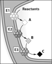In the figure below, E1, E2 and E3 represent three enzymes in the membrane of a mitochondrion.   Which of the following is true? A)  B is the product of the activity of E2 and the substrate of E3. B)  If E2 doesn't function properly, A will not be produced. C)  E2 is the product of E1 and the substrate of E3. D)  C is the substrate for E1.