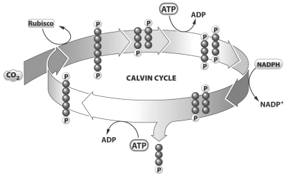 This is a diagram of the Calvin cycle, which is a series of enzymatic reactions that manufacture sugars.   How many times must this cycle  turn  to make one molecule of glucose (six carbons) ? A)  1 B)  3 C)  6 D)  12