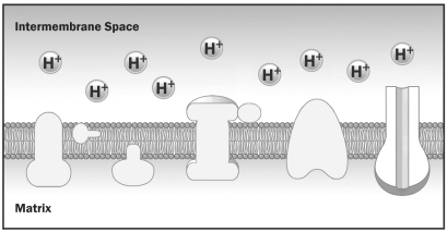 The figure below is a diagram of the inner mitochondrial membrane.   How did the protons (H⁺)  in this diagram become concentrated on one side of the membrane? A)  The H+ were pumped across the membrane by the electron transport chain. B)  The H+ were released when ATP phosphorylated a membrane protein. C)  ATP was used to pump the H+ across the membrane. D)  Oxygen must release 2 H+ in the intermembrane space before it can move into the matrix.