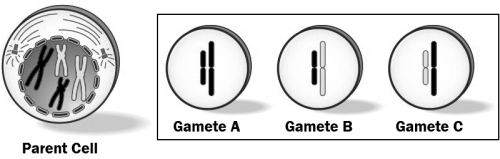 The parent cell shown below left undergoes meiosis. In the box, lettered A through C, are three different gametes.   Which of these gametes could have come from this parent cell? A)  Gamete A B)  Gamete B C)  Gamete C D)  All of these gametes could have come from this parent cell.