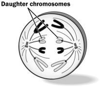 The cell depicted below has a diploid number of 4 (2n = 4) .   Assuming cell division started with a diploid cell, in what stage of what type of cell division is the cell? A)  anaphase of mitosis B)  anaphase I of meiosis C)  anaphase II of meiosis D)  Both A and C are possible.