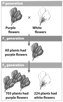 The figure below shows three generations in one of Mendel's experiments.   The data in this figure demonstrate that purple flower color is dominant in peas. Which of the following is the best rationale for this conclusion? A)  In the F2 generation, more plants have purple flowers. In any cross, the allele that is most common in the offspring is dominant. B)  Members of the F1 generation are heterozygous. Whatever allele is visible in a known heterozygote is considered dominant. C)  The stronger, or in this case, darker, allele is always considered dominant. D)  An individual that produces more offspring gives more alleles to the next generation. As a result, that allele dominates the next generation.