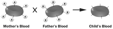 The figure below depicts red blood cells from a mother, a father and their child. The mother and father are the biological parents of this child.   What is the mother's ABO genotype? A)  I<sup>A</sup>I<sup>A</sup> B)  I<sup>A</sup>I<sup>B</sup> C)  I<sup>A</sup>i D)  Not enough information provided