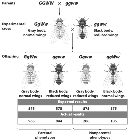 The  actual results  in the experiment depicted in the figure below differ significantly from the  expected results  predicted by Mendel's laws.   This variation from the expected results probably occurs because the gene for body color and the gene for wing length A)  are both recessive. B)  are close together on a single chromosome. C)  undergo independent assortment. D)  are located on completely opposite ends of the same chromosome.