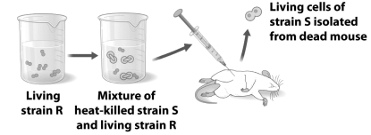 The figure below illustrates an experiment.   Why does the mouse shown in this experiment die? A)  The strain R bacteria were damaged by mutagens produced during the heating of the strain R bacteria. B)  The strain R bacteria were transformed with DNA from the strain S bacteria. C)  The mouse was infected with strain S bacteria before the experiment began. D)  The material of inheritance in the strain R bacteria was destroyed by heat allowing the strain R bacteria to take over.