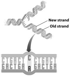 The figure below illustrates DNA undergoing replication.   The region indicated by the arrow in this image represents a A)  single base pair. B)  mismatch error. C)  mutation. D)  transformation.