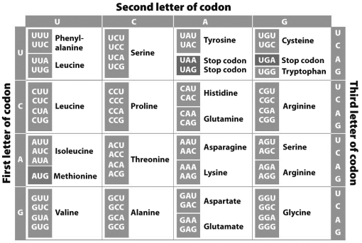 Use the chart below to determine the chain of amino acids that would be produced by the sequence of this very short, complete gene: UAUUAUGCCUGAGUGAAUUGCUA.   A)  tyrosine-tyrosine-alanine B)  tyrosine-tyrosine-alanine-stop-valine-asparagine-cysteine C)  methionine-proline-glutamate D)  methionine-proline-glutamate-isoleucine-alanine