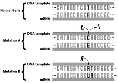 The figure below depicts a gene and two different ways that gene could be mutated.   How does mutation A differ from mutation B? A)  Mutation A does not permanently change the sequence of the gene, but Mutation B does. B)  Mutation A involves the insertion of a base whereas Mutation B involves the deletion of a base. C)  Mutation A results in a possible change in one amino acid in the protein produced by the gene, but Mutation B affects several amino acids. D)  Mutation A can only occur in introns, but Mutation B can occur in both introns and exons.