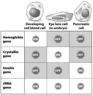 This table shows which of these four genes are on or off in three different cell types.   Why is the expression of the rRNA gene so different from the expression of the other genes in the table? A)  rRNA is required for the proper functioning of all cells, but the products of the other genes are only essential to the function of one cell type. B)  rRNA is easier to produce than the products of the other genes. C)  The rRNA gene is found in the genomes of all three cell types, but the other genes are only found in the genomes of their specific cell type. D)  rRNA is needed at all stages of the cell cycle, but the products of the other genes are only needed during cell division.
