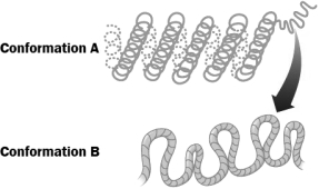 The figure below illustrates two levels of DNA packing in a eukaryotic cell.   In which level is transcription most likely to occur? A)  Conformation A, because the tight coiling brings regulatory DNA sequences closer together. B)  Conformation A, because tight coiling only occurs during cell division which is when transcription occurs. C)  Conformation B, because RNA polymerase can only access regulatory DNA when chromosomes are not condensed. D)  Conformation B, because in this conformation, the DNA is completely separated from histones that bind to regulatory DNA sequences preventing transcription.