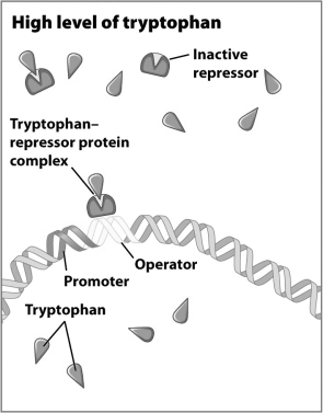 In this figure, are the genes that encode the enzymes needed to make tryptophan on or off?   A)  The genes are on because the genes involved in tryptophan production are housekeeping genes B)  The genes are on because the complex of tryptophan and repressor protein allow RNA polymerase to bind to the promoter. C)  The genes are off because the complex of tryptophan and repressor protein prevent RNA polymerase from interacting with regulatory DNA. D)  The genes are off because when tryptophan is plentiful in the environment, RNA polymerase is not made.