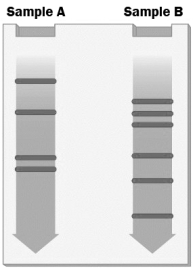A sample of the same DNA is placed into each of two test tubes. Each tube is treated with a restriction enzyme and the resulting fragments are separated by gel electrophoresis producing the gel shown in the figure below.   Which of the following explains why the pattern of DNA fragments differs in these two samples? A)  Different restriction enzymes must have been used in the different tubes. B)  One tube was heated, but the other tube was not. C)  Ligase was added to one of the tubes, but not the other. D)  The restriction enzyme added to the tubes cut DNA at more than one sequence.