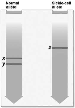 <strong>The genes for the normal and sickle cell anemia alleles of hemoglobin are cut with the restriction enzyme DdeI. The resulting DNA fragments were separated by gel electrophoresis, producing the gel shown in the figure below. Why are the patterns produced by these two alleles different?</strong> A) The normal hemoglobin gene is cut by two restriction enzymes, but the sickle cell anemia allele is cut by only one restriction enzyme. B) The gene for the normal allele is much larger than the gene for sickle cell anemia. C) The gene for the normal allele has a sequence recognized by DdeI, but the gene for sickle cell anemia does not. D) The sickle cell allele has the ability to produce ligase to repair the damage done by restriction enzymes, but the normal allele does not.