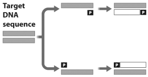 The figure below shows the first cycle in a polymerase chain reaction (PCR) .   What is the role of the structure marked  P  in this figure? A)  The  P  represents the heat-tolerant DNA polymerase used in PCR to copy the gene of interest. B)  The  P  represents a sequence of DNA complementary to parts of the gene being amplified that allows DNA polymerase to attach to the gene. C)  The  P  indicates where on the DNA that DNA polymerase should terminate replication. D)  The  P  indicates the location of the promoter for the gene being amplified.