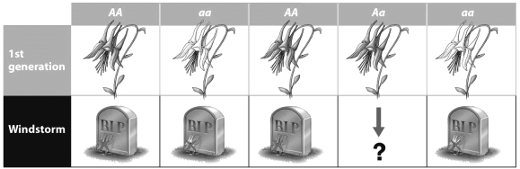 During a windstorm, a tree falls on the population of wildflowers shown in the figure below. Most of the flowers die (as indicated by the tombstones in the second row) . The survivors go on to reproduce.   What will the next generation of this wildflower population look like? A)  Half of the flowers will be gray and the other half will be white. B)  All of the flowers will be white. C)  All of the flowers will be gray. D)  Three quarters of the flowers will be gray and One quarter will be white.