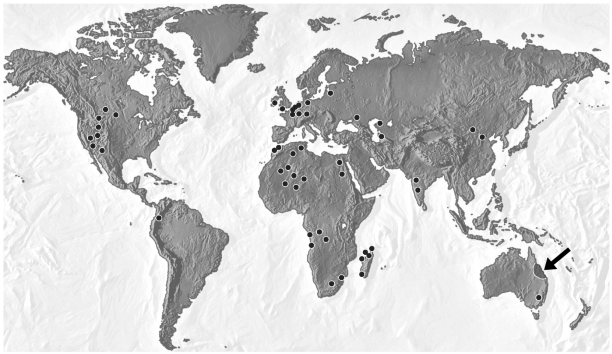 In the figure below, the region indicated by the arrow is the only modern-day location of the freshwater lungfish. Fossils of the ancestors of the lungfish, however, have been found all over the world (dots throughout map) .   What does the distribution of these fossils indicate? A)  When Pangaea separated to form our continents, the living ancestors of the lungfish were separated. When they died, some of them formed fossils in their new lands. B)  The same species of lungfish evolved on all of Earth's major landmasses after continental drift had stopped. C)  The ancestors of the lungfish existed on Pangaea. After they died, some were fossilized. Their fossils were separated by continental drift. D)  Lungfish were much more successful in the climates of North America than they were in the climates of South America.