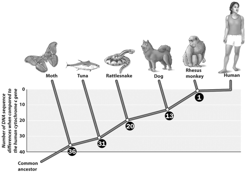 Examine the figure below.     According to this figure, the cytochrome c gene of a dog is most similar in sequence to that of a ___________.