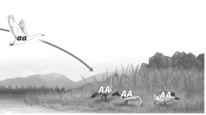 In the figure below, the flying bird moves permanently into the population shown on land.   As a result, the allele frequency of A changes from A)  1 to 0.75. B)  0 to 0.25. C)  0 to 0.75. D)  1 to 0.25.