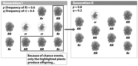According to the figure below, the r allele is less frequent in generation 2 of this flower population.   The frequency of r decreases in this population because A)  of genetic drift. B)  recessive alleles are always less common than dominant alleles. C)  p + q must always equal 1. D)  R alleles are more likely to  hide  r alleles in generation 2.