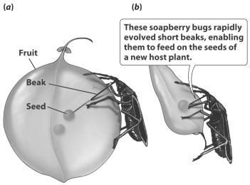 The soapberry bugs shown in the figure below adapted to a change in food source in as fast as 30 years.   For evolution to occur this quickly, A)  the mutation creating alleles for shorter beaks must have been present in the soapberry bug population before its food source changed. B)  the soapberry bugs must have mutated their beak length genes when they ran out of food. C)  the life cycle of the soapberry bug (time from egg hatching to reproductive age)  must be very long. D)  soapberry bugs must have had several other food sources besides the fruit they normally ate.