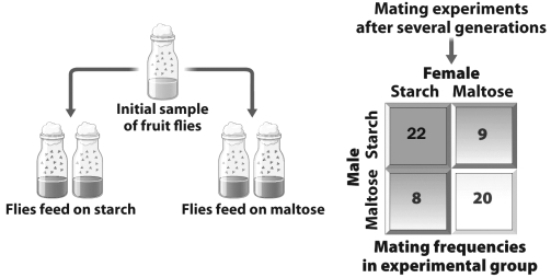 In the figure below (left) , two populations of one species of fruit flies are raised for several generations on different nutrients (starch and maltose) . On the right, the members of the two populations were reintroduced and the mating frequencies of flies from the two different populations were recorded.   Which of the following is true? A)  After only a few generations, these two populations have undergone speciation since they no longer mate with each other at high levels. B)  The two populations are in the early stages of reproductive isolation since male flies are more likely to mate with female flies that were raised on the same medium. C)  Fruit flies grown on starch for several generations are no longer capable of consuming maltose. D)  The original population of fruit flies actually consisted of two different species of fruit flies. When hybridization occurred between the two populations, only sterile offspring were produced.