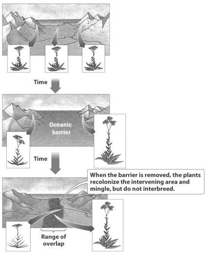 <strong>Examine the figure below. Why have the two plant populations depicted become so different in the time they were separated by the ocean?</strong> A) Founder's effect. a small group of individuals carrying only the tall allele established a new population on the right side of the ocean. B) The amount of gene flow between the two populations increased when the ocean separated the plants so mutations moved from one population to another. C) When sea level rose, it killed all of the plants on the right side of the figure. A new species evolved from another plant species already existing in the mountains of the right. D) The separated populations adapted to the different environments on each side of the ocean and became reproductively isolated.